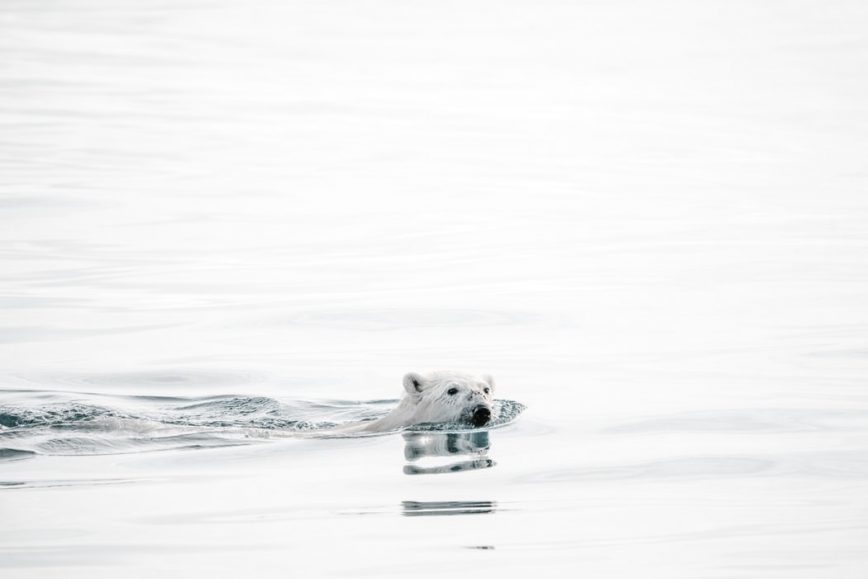 12 Best Arctic Tours from Canada, 2021