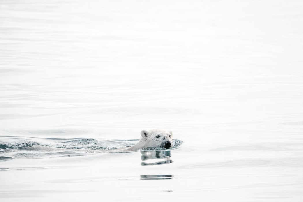 polar bear swimming through water