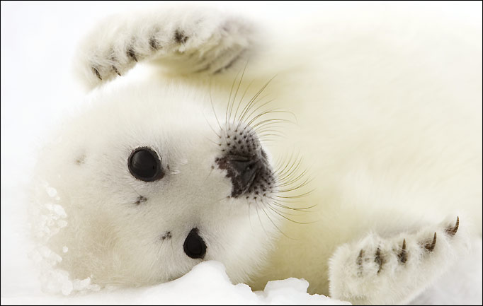 a furry little white seal looks into the camera