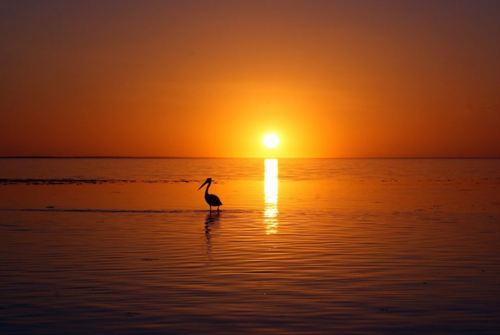 Pelican walking on the shore of a beach against a sunset and orange sky in Western Australia