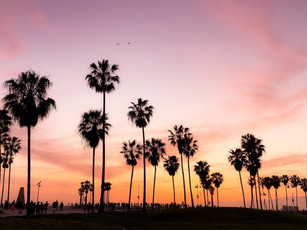Silhouettes of palm trees against a pink sky in California
