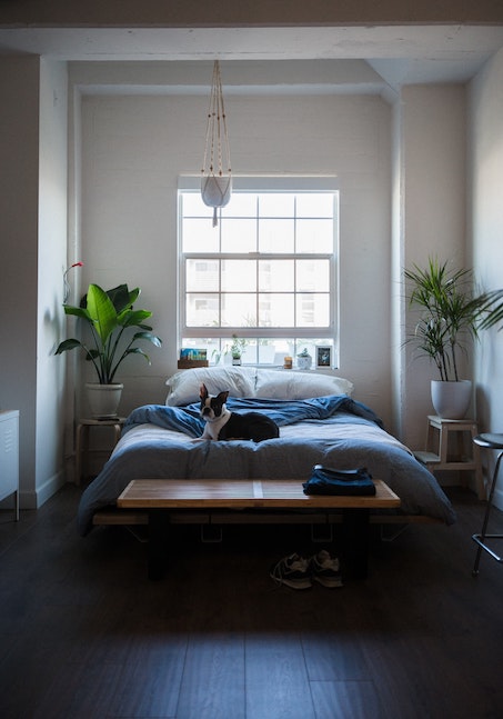 a dog sits on a bed