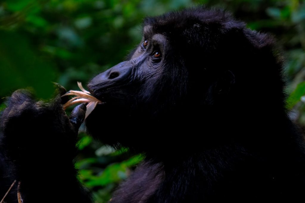 Close up shot of a gorilla in Uganda