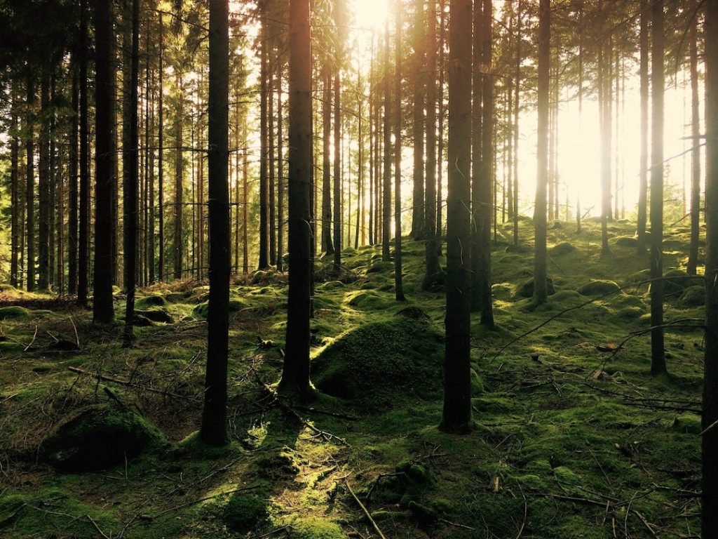 Forest with trees and moss-covered ground and sunlight filtering in