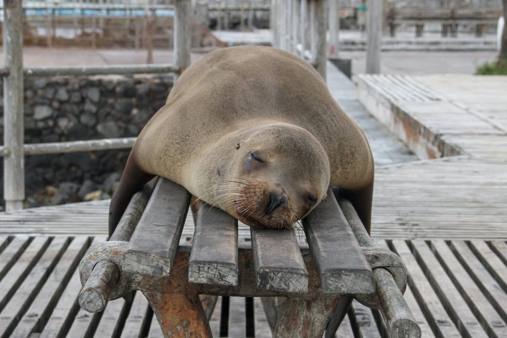 Sea lion sleeping on a bench in the Galapagos Islands