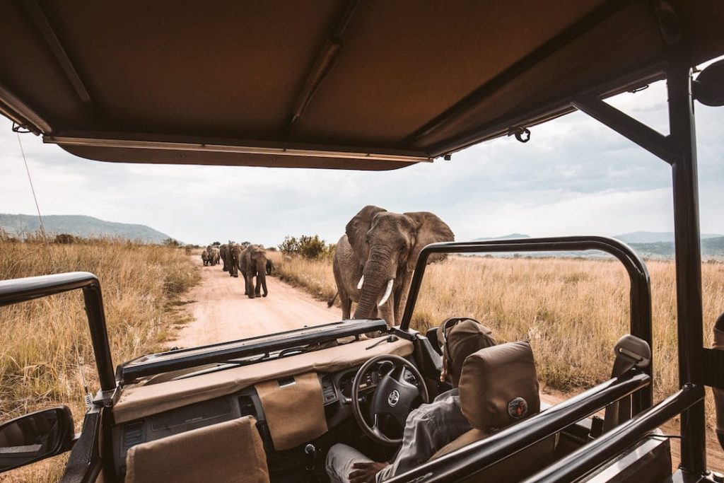 Elephants walking by a safari vehicle in South Africa