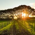 Country road and trees with sun setting in the background