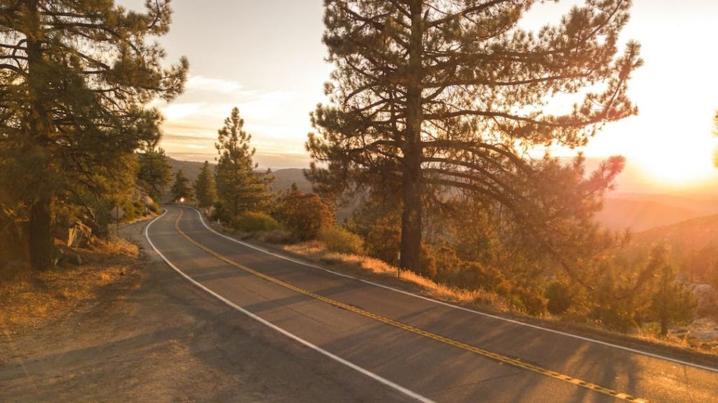 Road winding through pine trees with a sunset