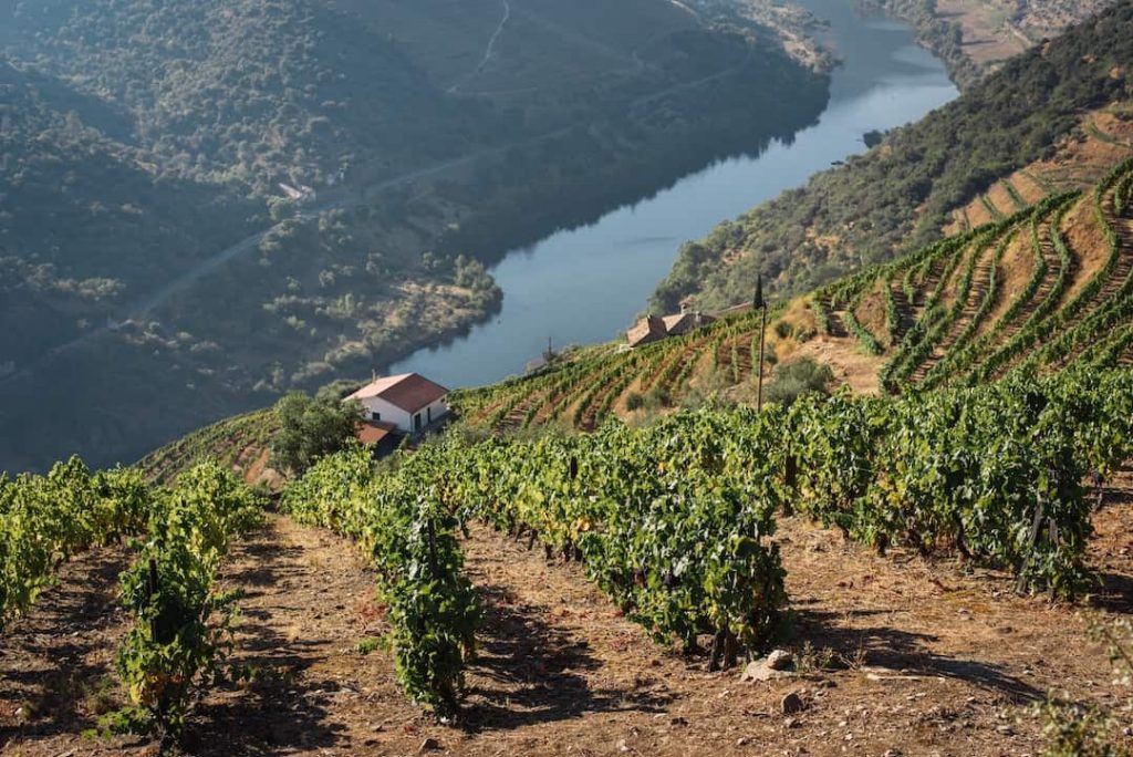 Vineyards in the Douro Valley, Portugal