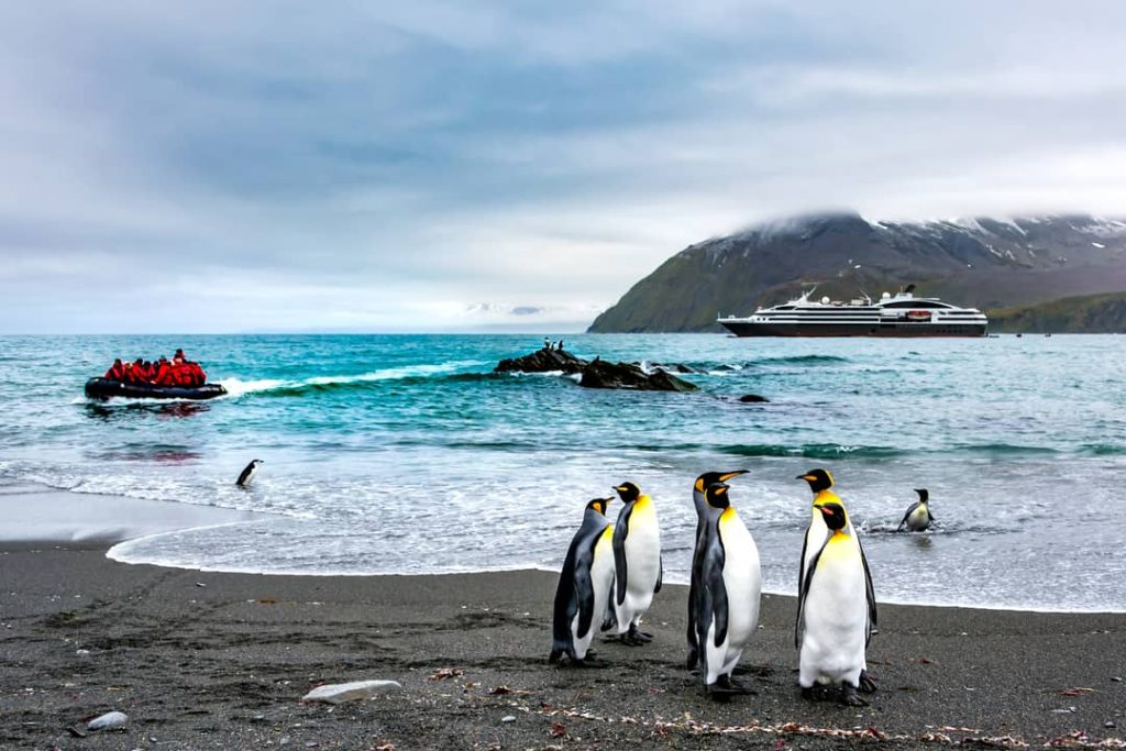 King penguins in South Georgia Island, with an Antarctic expedition in the background.