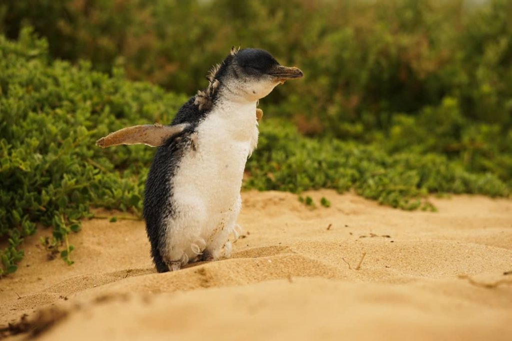 A penguin on Phillip Island in Australia, one of the best places in the world to spot penguins.