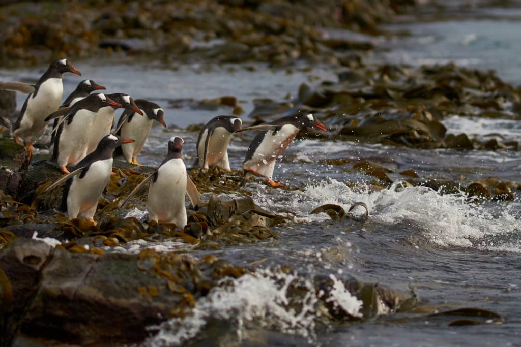 Gentoo penguins head out to sea in the early morning on a rocky quail beach on Bleaker Island in the Falkland Islands.