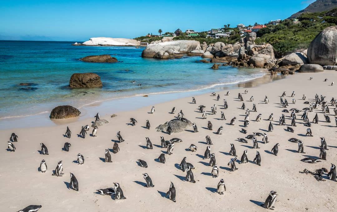 The Best Places in the World to See Penguins