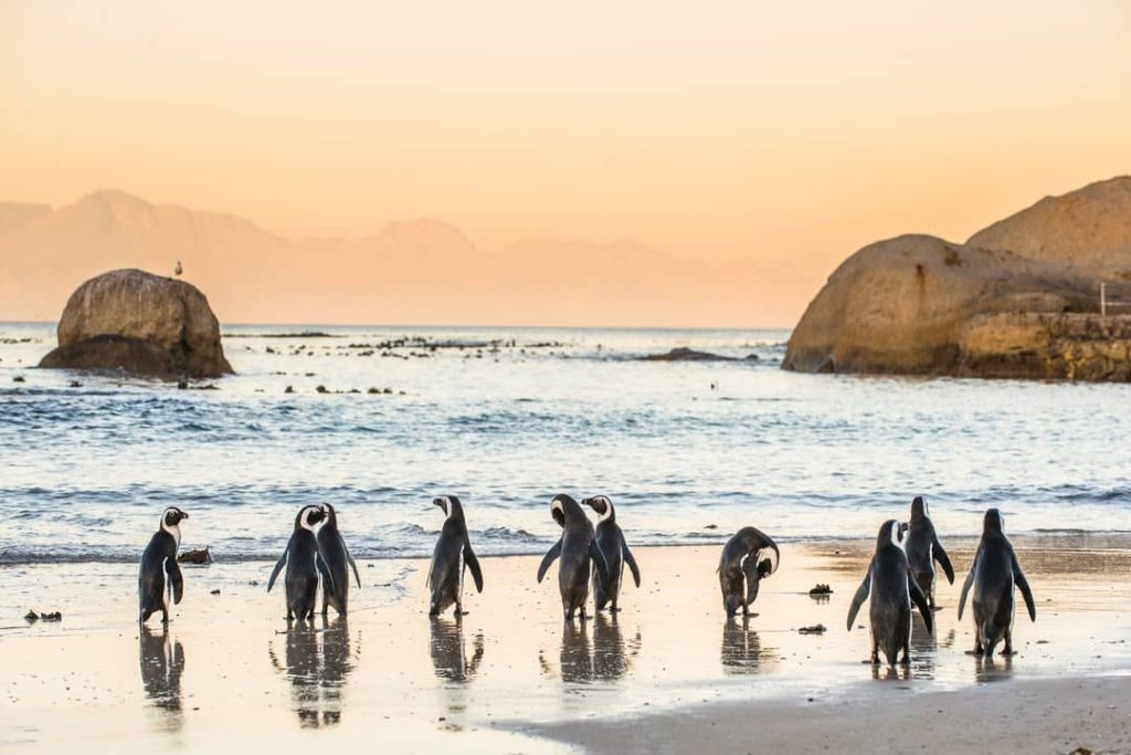 African penguins parade on the sandy shore of Boulders Beach in Cape Town, South Africa.