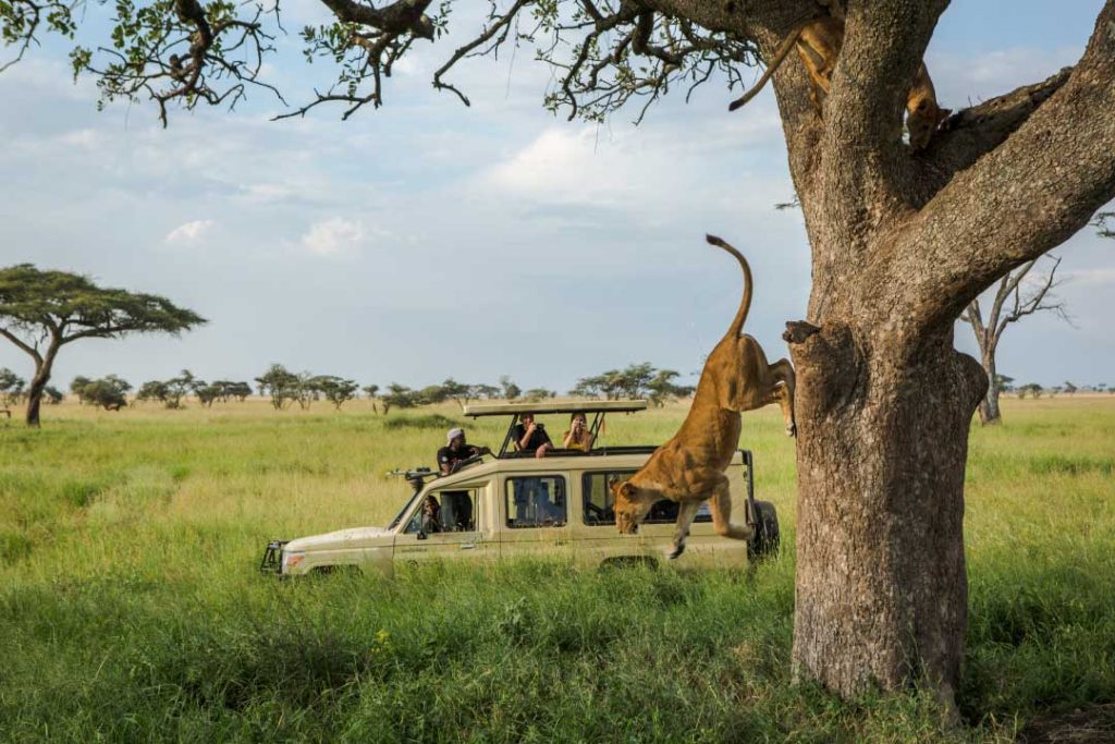 Embark on a Tanzania Serengeti Jeep Safari to witness incredible sights, like lions jumping from nearby trees.