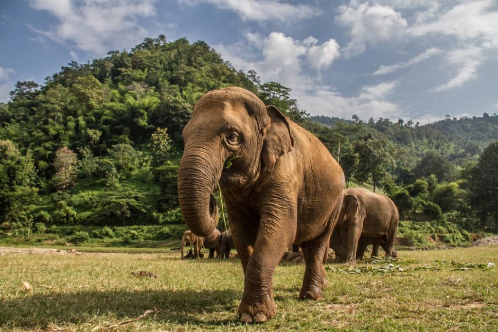 Elephants in the Chiang Mai Natural Park in Thailand.