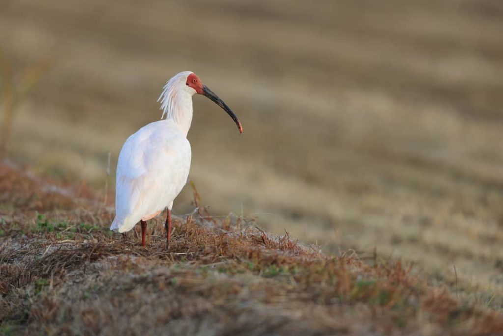 A Japanese Ibis (Nipponia nippon) on Sado Island, Japan.