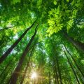 A view of the woods looking upwards toward the sky