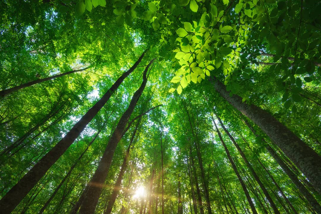 A view of the woods looking upwards toward the sky
